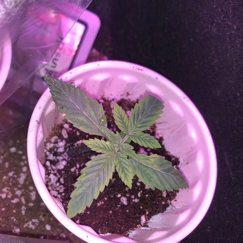 Unknown strain growlog photo