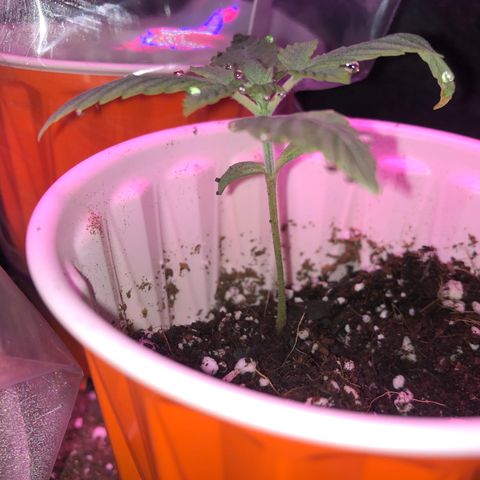 Unknown strain growlog photo