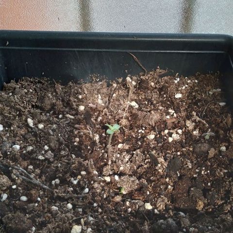 Moby-D growlog timeline photo