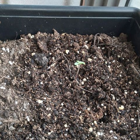 Jack Herer x Dosidos growlog timeline photo