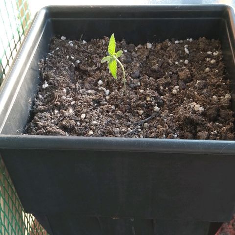Moby-D growlog timeline photo