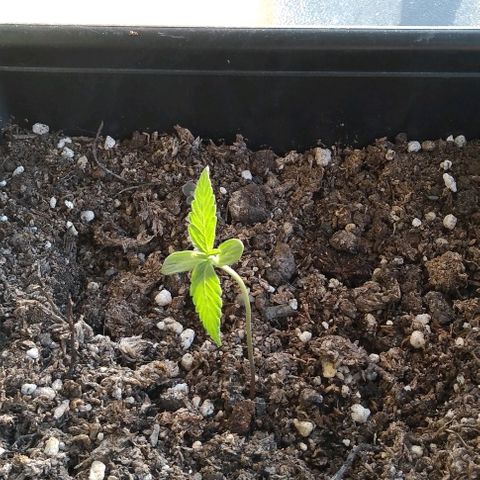 Moby-D growlog timeline photo