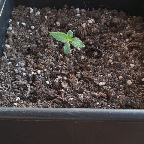 Jack Herer x Dosidos growlog timeline photo