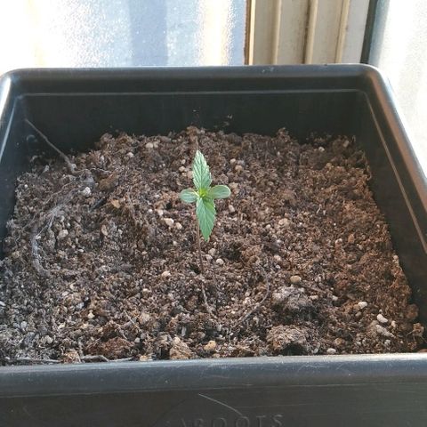 Jack Herer x Dosidos growlog timeline photo