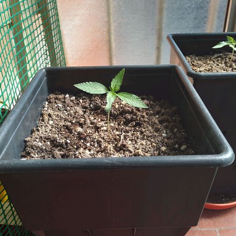 Moby-D growlog timeline photo
