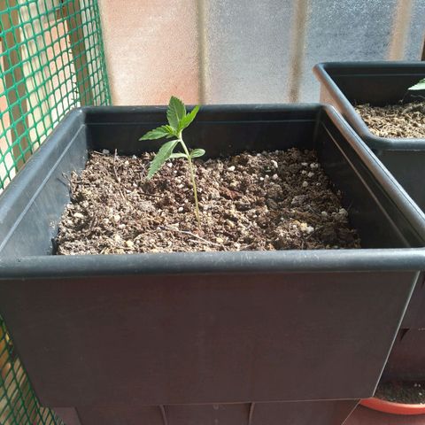 Moby-D growlog timeline photo