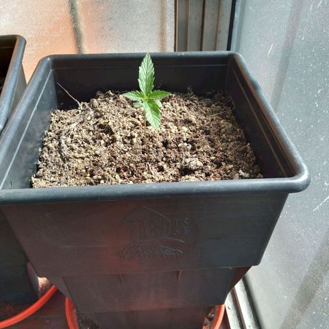 Jack Herer x Dosidos growlog timeline photo