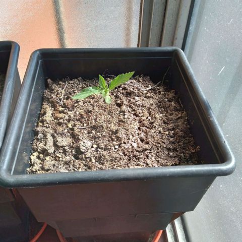 Jack Herer x Dosidos growlog timeline photo