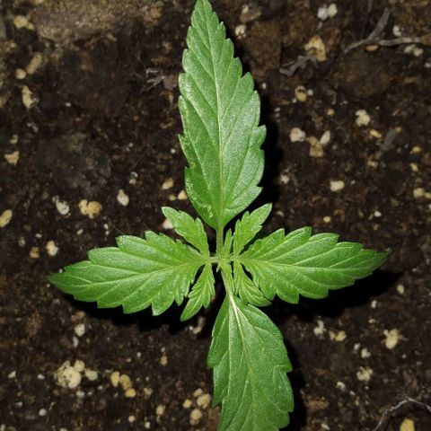 Jack Herer x Dosidos growlog timeline photo