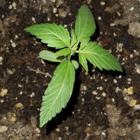 Moby-D growlog timeline photo