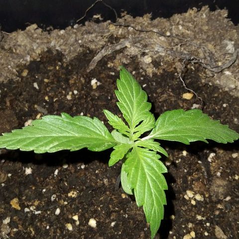 Jack Herer x Dosidos growlog timeline photo