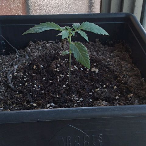 Jack Herer x Dosidos growlog timeline photo