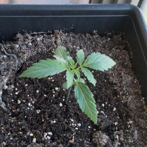 Jack Herer x Dosidos growlog timeline photo