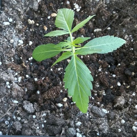 Moby-D growlog timeline photo