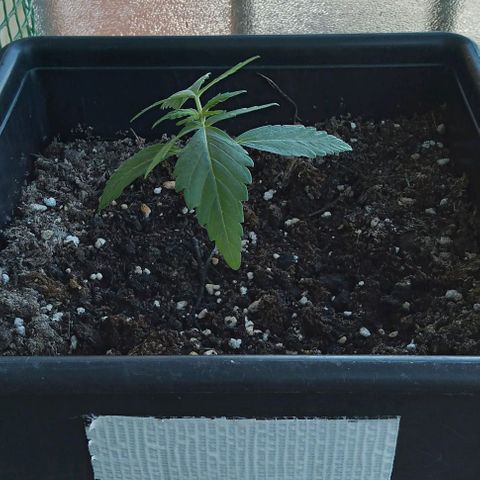 Moby-D growlog timeline photo
