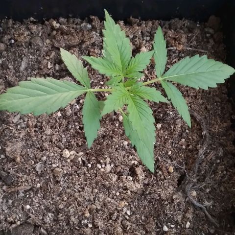 Jack Herer x Dosidos growlog timeline photo