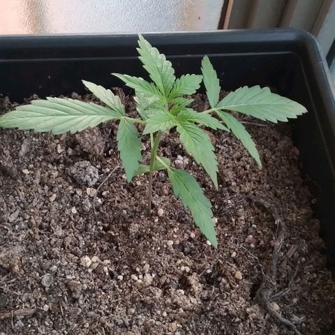 Jack Herer x Dosidos growlog timeline photo