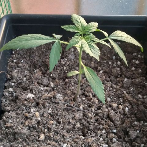 Moby-D growlog timeline photo