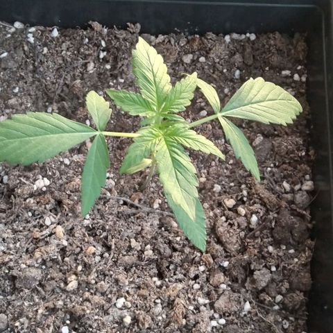 Moby-D growlog timeline photo