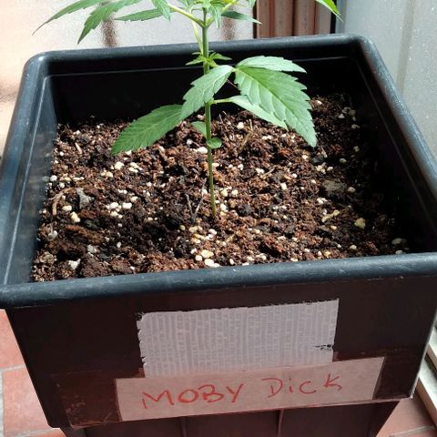 Moby-D growlog timeline photo