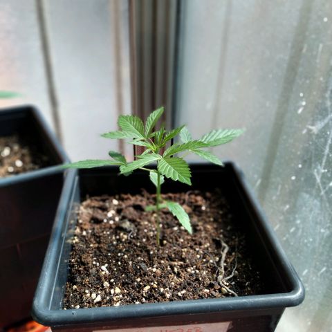 Jack Herer x Dosidos growlog timeline photo