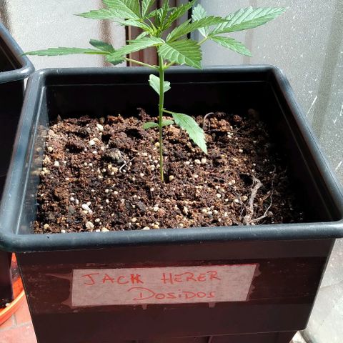 Jack Herer x Dosidos growlog timeline photo