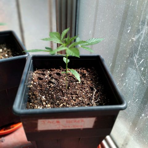Jack Herer x Dosidos growlog timeline photo