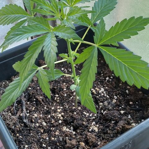 Jack Herer x Dosidos growlog photo: Pre Floración