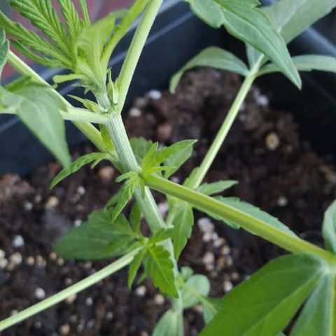 Moby-D growlog timeline photo