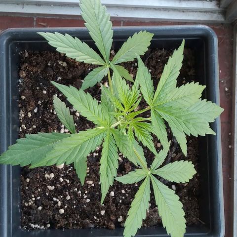 Jack Herer x Dosidos growlog photo: Pre Floración