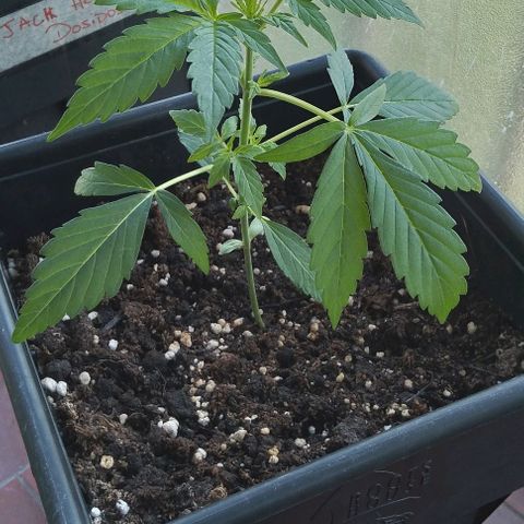 Moby-D growlog timeline photo