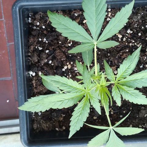 Moby-D growlog timeline photo