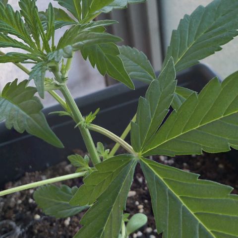 Jack Herer x Dosidos growlog photo: Pre Floración
