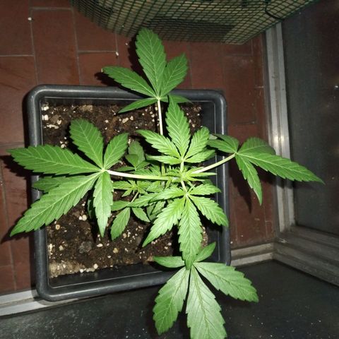 Moby-D growlog timeline photo