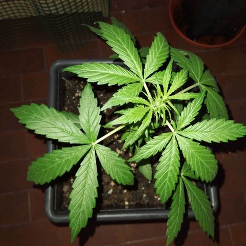 Jack Herer x Dosidos growlog timeline photo