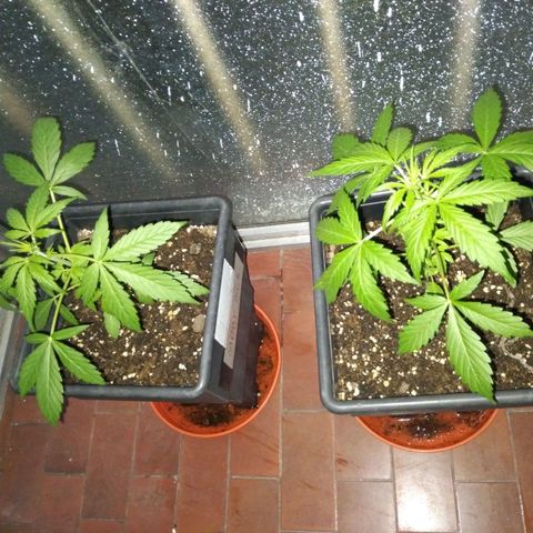 Moby-D growlog timeline photo