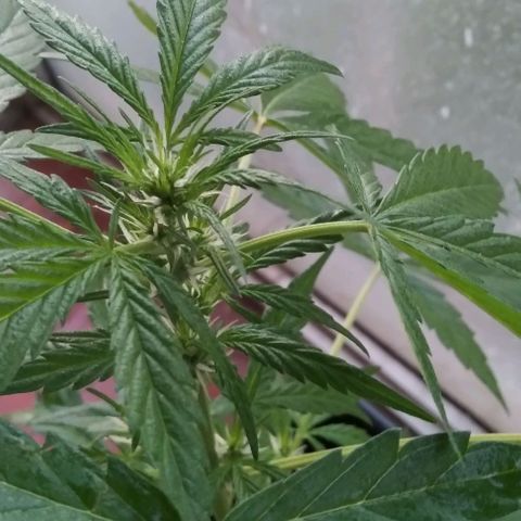 Jack Herer x Dosidos growlog timeline photo