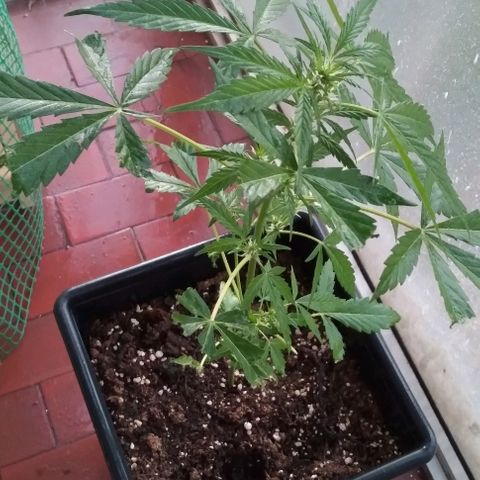 Jack Herer x Dosidos growlog timeline photo