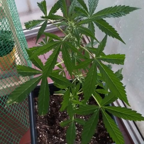 Jack Herer x Dosidos growlog timeline photo