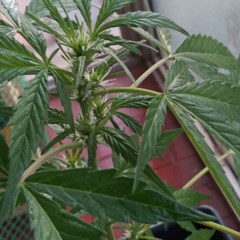Jack Herer x Dosidos growlog timeline photo
