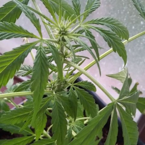 Moby-D growlog timeline photo