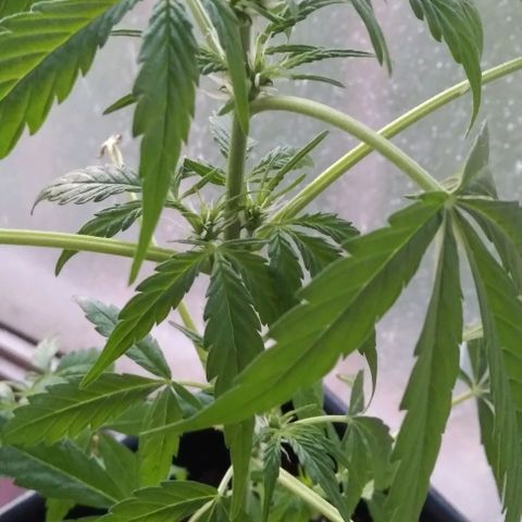 Moby-D growlog timeline photo