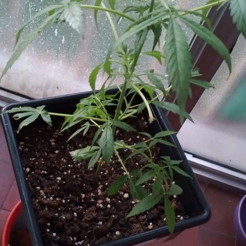 Moby-D growlog timeline photo