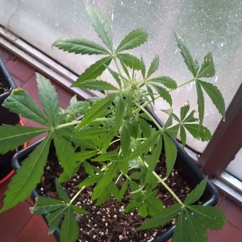 Moby-D growlog timeline photo