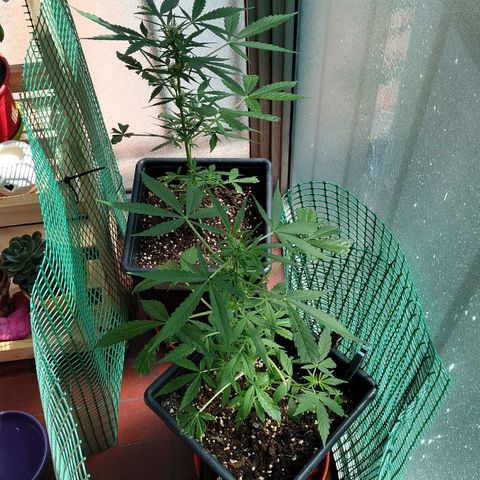 Moby-D growlog timeline photo