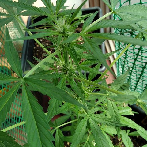 Moby-D growlog timeline photo