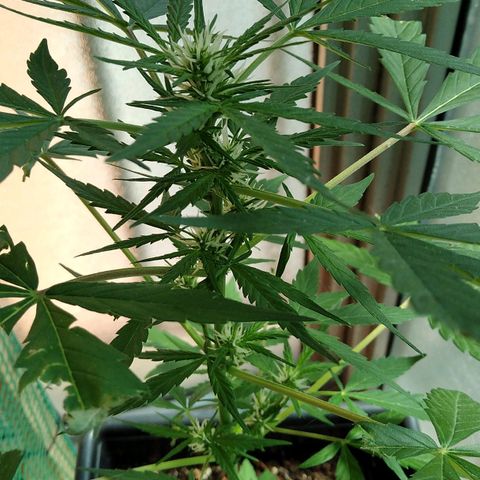 Jack Herer x Dosidos growlog timeline photo