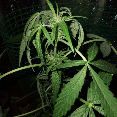 Moby-D growlog timeline photo