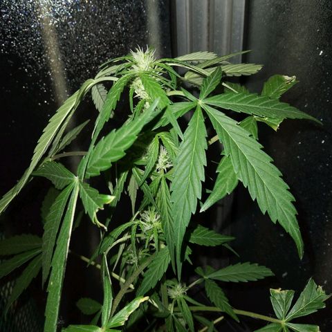 Jack Herer x Dosidos growlog timeline photo