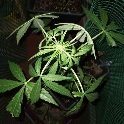 Moby-D growlog timeline photo